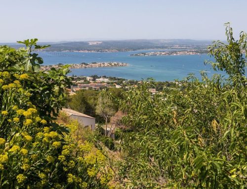 Comment la nature reprend ses droits sur la côte sétoise