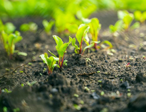 Quand la médecine prône l’agroécologie