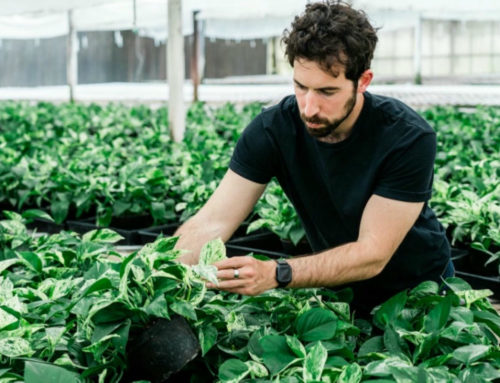 Une plante qui en vaut trente pour purifier l’air des molécules toxiques