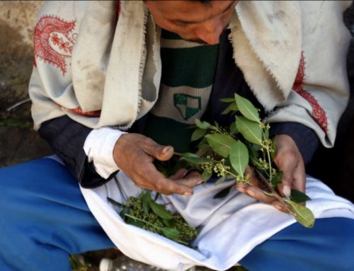 Le khat, qu’est-ce c’est ?